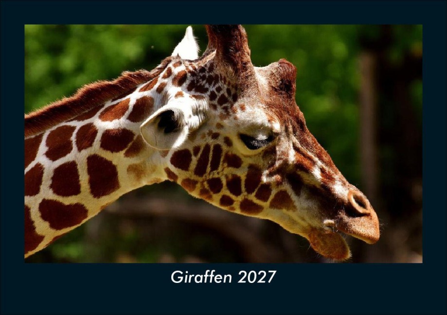 Giraffen 2027 Fotokalender DIN A5 - Tobias Schmitt, Kevin Heber