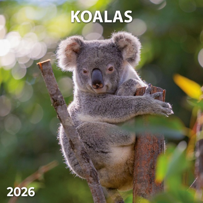 Koalas 2026 - 