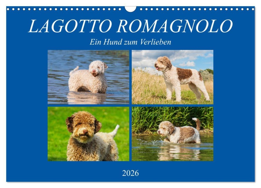 Lagotto Romagnolo - Ein Hund zum Verlieben (Wandkalender 2026 DIN A3 quer), CALVENDO Monatskalender - 