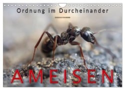 Cover-Bild zum Titel 'Ameisen - Ordnung im Durcheinander (Wandkalender 2026 DIN A4 quer), CALVENDO Monatskalender' von 'Peter Roder'