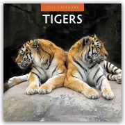 Tigers - Tiger 2026 - 16-Monatskalender - Robin Red