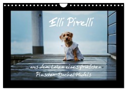 Cover-Bild zum Titel 'Elli Pirelli... aus dem Leben eines fröhlichen Pinscher-Dackel-Mädels (Wandkalender 2026 DIN A4 quer), CALVENDO Monatskalender' von 'Kathrin Köntopp'