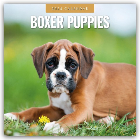 Boxer Puppies - Deutsche Boxer Welpen 2025 - 16-Monatskalender - 