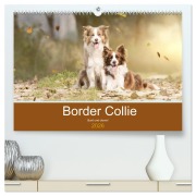 Cover-Bild zum Titel 'Border Collie - Bunt und clever! (hochwertiger Premium Wandkalender 2026 DIN A2 quer), Kunstdruck in Hochglanz' von 'Andrea Mayer Tierfotografie'