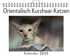 Orientalisch Kurzhaar-Katzen - Samuel Möller