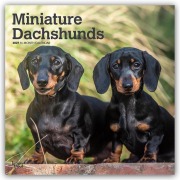 Cover-Bild zum Titel 'Miniature Dachshunds - Zwergdackel 2027 - 16-Monatskalender' von 'Browntrout Publishers'