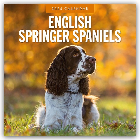 English Springer Spaniels - Englisch Springer Spaniels 2025 - 16-Monatskalender - 