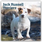 Cover-Bild zum Titel 'Jack Russel Terriers - Jack Russel Terrier 2027 - 16-Monatskalender' von 'Browntrout Publishers'