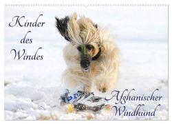 Cover-Bild zum Titel 'Kinder des Windes - Afghanischer Windhund (Wandkalender 2026 DIN A2 quer), CALVENDO Monatskalender' von 'Sigrid Starick'