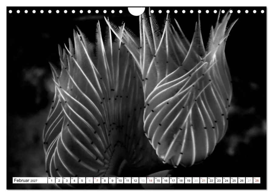 InsideView 7