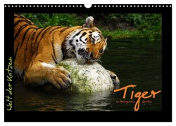 Cover-Bild zum Titel 'Welt der Katzen - Tiger (Wandkalender 2026 DIN A3 quer), CALVENDO Monatskalender' von 'Marcus Skupin'