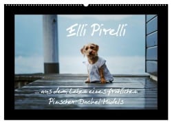 Cover-Bild zum Titel 'Elli Pirelli... aus dem Leben eines fröhlichen Pinscher-Dackel-Mädels (Wandkalender 2026 DIN A2 quer), CALVENDO Monatskalender' von 'Kathrin Köntopp'