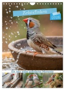 Cover-Bild zum Titel 'Zebrafinken - Ein Jahr voller gefiederter Momente (Wandkalender 2026 DIN A4 hoch), CALVENDO Monatskalender' von 'Stanley Hinz'
