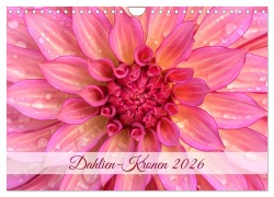 Dahlien-Kronen (Wandkalender 2026 DIN A4 quer), CALVENDO Monatskalender - Rainer Plett