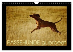 RASSEHUNDE querbeet (Wandkalender 2025 DIN A4 quer), CALVENDO Monatskalender - Kathrin Köntopp