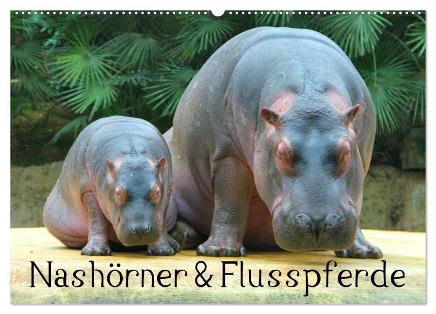 Nashörner & Flusspferde (Wandkalender 2026 DIN A2 quer), CALVENDO Monatskalender - Elisabeth Stanzer
