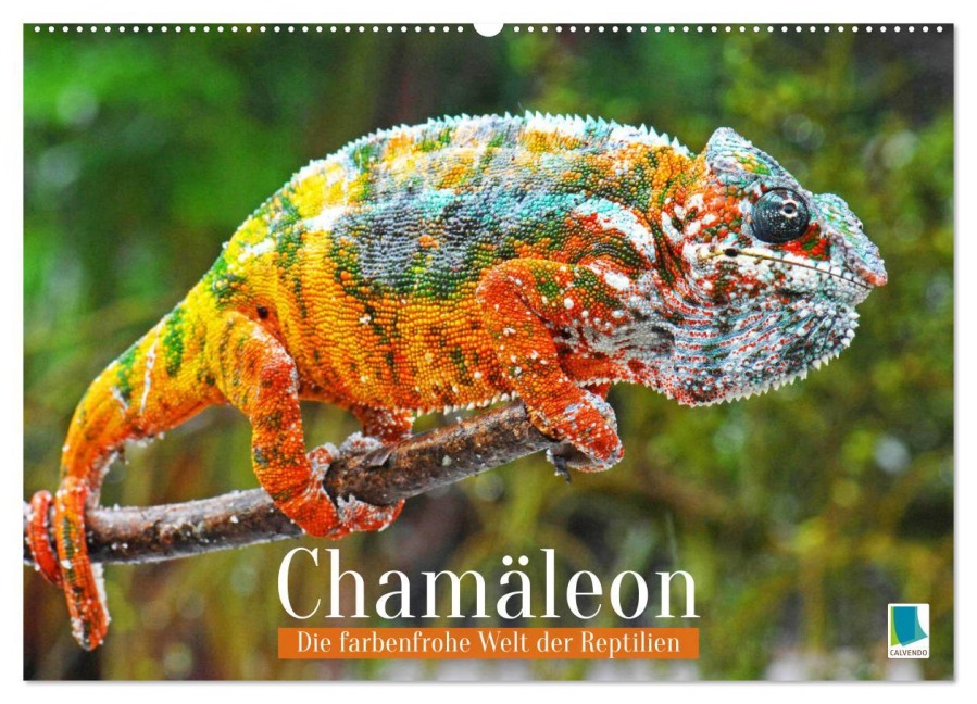 Chamäleon: Die farbenfrohe Welt der Reptilien (Wandkalender 2025 DIN A2 quer), CALVENDO Monatskalender - Calvendo Calvendo