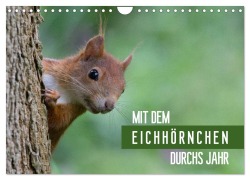 Mit dem Eichhörnchen durchs Jahr (Wandkalender 2025 DIN A4 quer), CALVENDO Monatskalender - Margret Brackhan