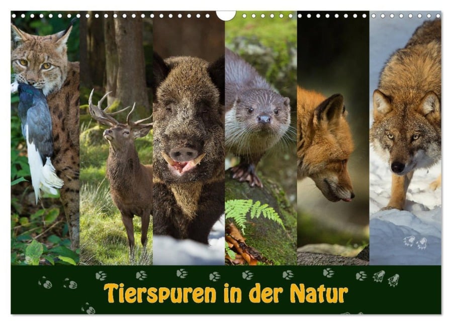 Tierspuren in der Natur (Wandkalender 2026 DIN A3 quer), CALVENDO Monatskalender - Johann Schörkhuber