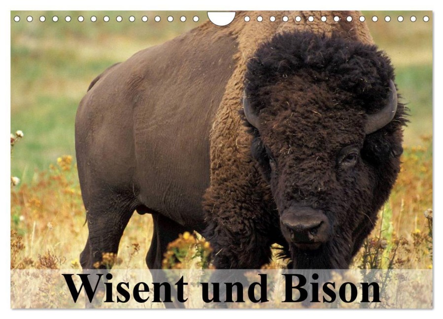 Wisent und Bison (Wandkalender 2026 DIN A4 quer), CALVENDO Monatskalender - Elisabeth Stanzer
