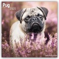 Pugs - Möpse 2025 - 16-Monatskalender - Avonside Publishing Ltd