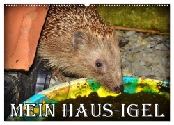 Cover-Bild zum Titel 'Mein Haus-Igel (Wandkalender 2026 DIN A2 quer), CALVENDO Monatskalender' von 'Henning von Löwis of Menar'