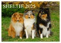 Sheltie 2025 (Wandkalender 2025 DIN A3 quer), CALVENDO Monatskalender - Sigrid Starick