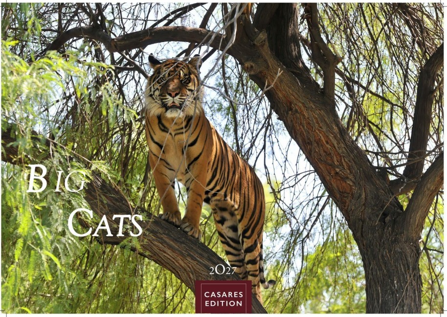 Big Cats Kalender 2027 - Wandkalender | Fotokalender Tierkalender 24x35cm - Wunderschöner Großkatzen-. mit beeindruckenden Fotos von Tiger| Löwen | Jaguar | Gepard | Luchs | Puma - 