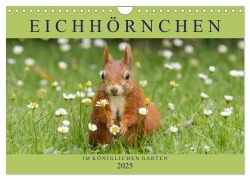 Eichhörnchen im Königlichen Garten (Wandkalender 2025 DIN A4 quer), CALVENDO Monatskalender - Margret Brackhan