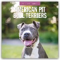 American Pit Bull Terriers - American Pit Bull Terrier 2025 - 16-Monatskalender - 