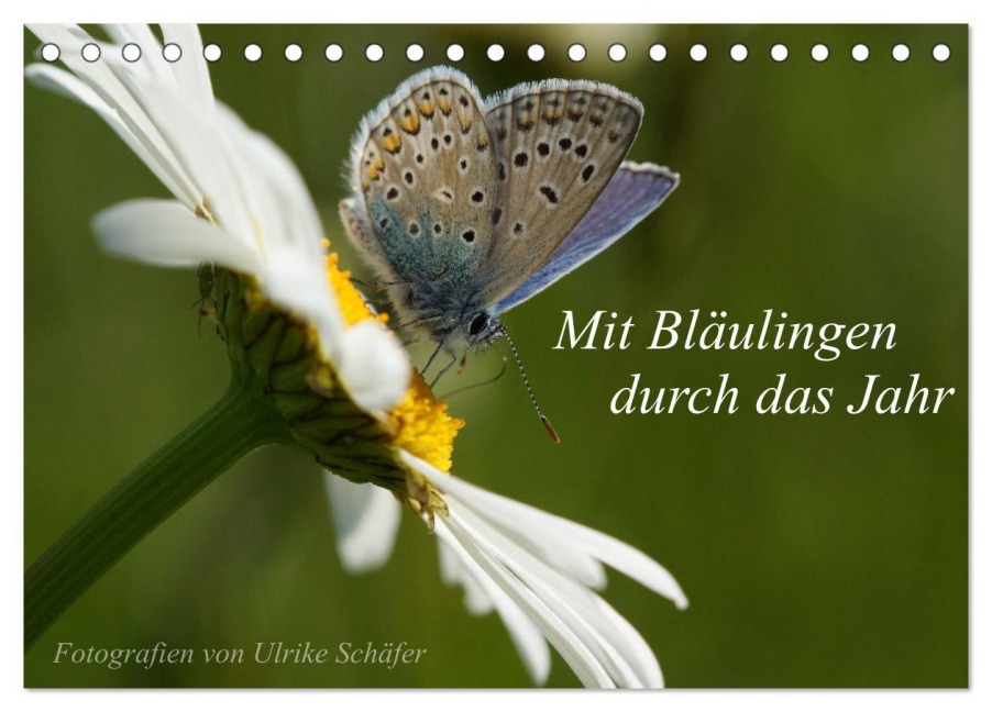 Mit Bläulingen durch das Jahr (Tischkalender 2026 DIN A5 quer), CALVENDO Monatskalender - Ulrike Schäfer