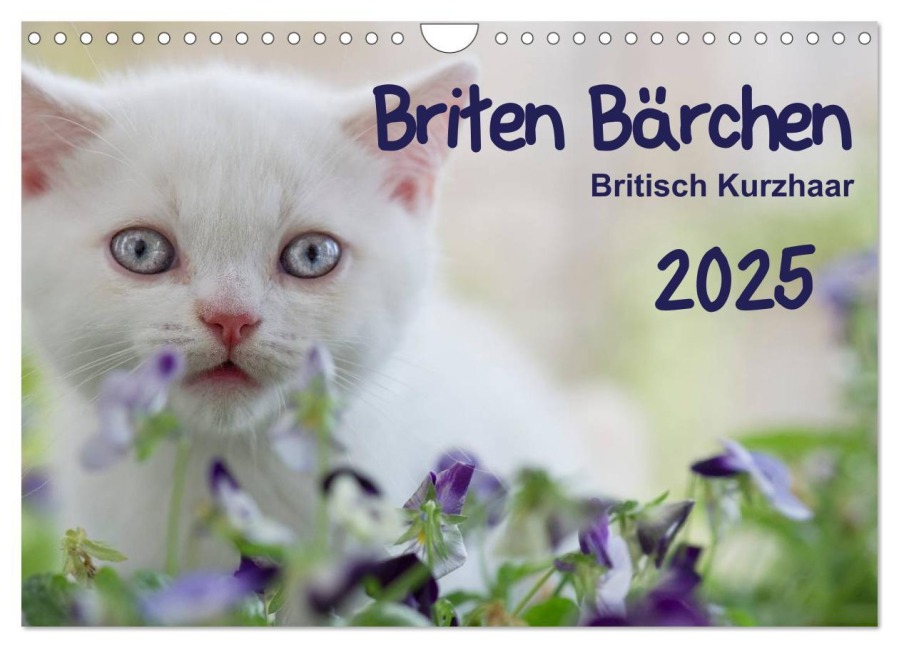 Briten Bärchen ¿ Britsch Kurzhaar 2025 (Wandkalender 2025 DIN A4 quer), CALVENDO Monatskalender - Heidi Bollich