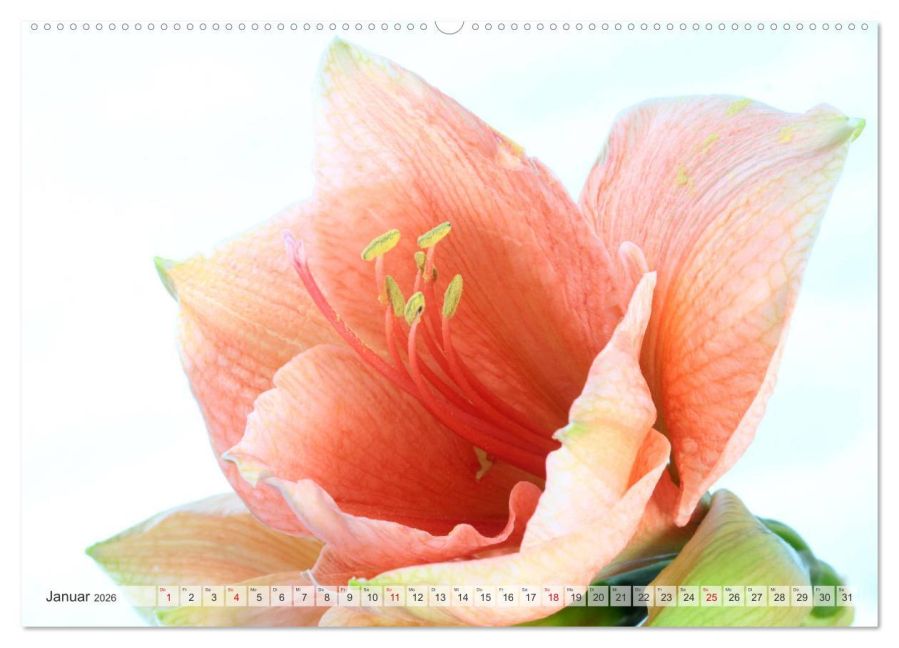 InsideView 5