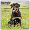 Rottweiler - Rottweiler 2025 - 16-Monatskalender - Avonside Publishing Ltd