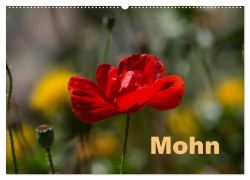 Mohn (Wandkalender 2025 DIN A2 quer), CALVENDO Monatskalender - Erwin Renken
