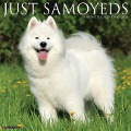 Just Samoyeds 2024 12 X 12 Wall Calendar - Willow Creek Press