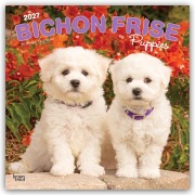 Cover-Bild zum Titel 'Bichon Frisé Puppies - Bichon Frisé Welpen 2027 - 16-Monatskalender' von 'Browntrout Publishers'