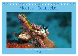 Cover-Bild zum Titel 'Meeres-Schnecken (Tischkalender 2026 DIN A5 quer), CALVENDO Monatskalender' von 'Ute Niemann'