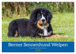 Berner Sennenhund Welpen - Bezaubernde Plüschbärchen (Wandkalender 2025 DIN A2 quer), CALVENDO Monatskalender - Jana K. Fotografie