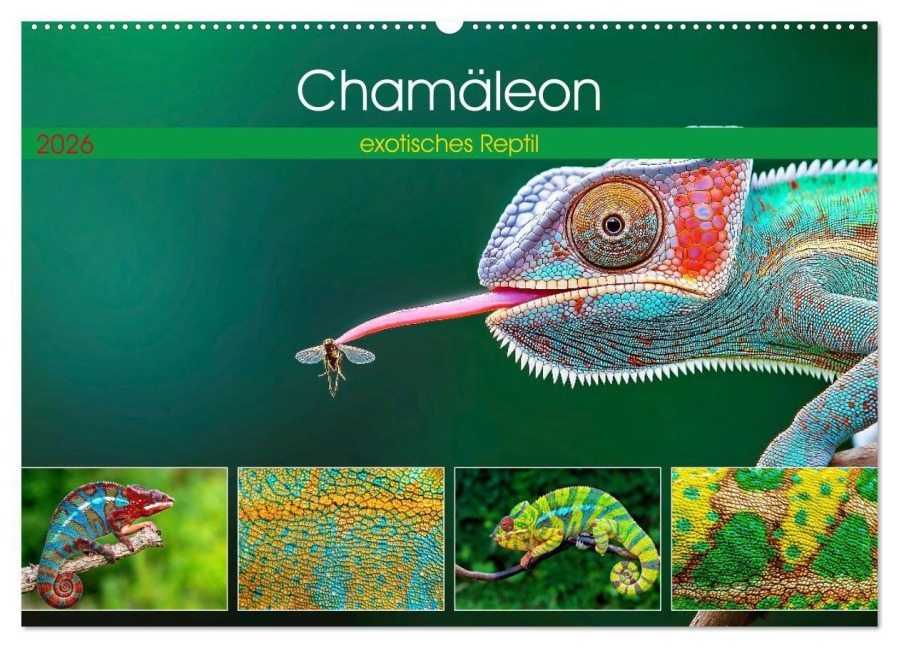 Chamäleon - exotisches Reptil (Wandkalender 2026 DIN A2 quer), CALVENDO Monatskalender - Susan Michel
