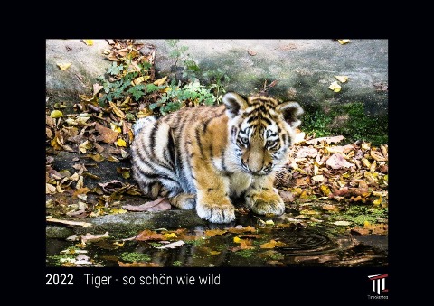 Tiger - so schön wie wild 2022 - Black Edition - Timokrates Kalender, Wandkalender, Bildkalender - DIN A4 (ca. 30 x 21 cm) - 