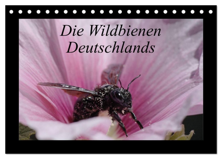 Die Wildbienen Deutschlands (Tischkalender 2025 DIN A5 quer), CALVENDO Monatskalender - Jeroen Everaars