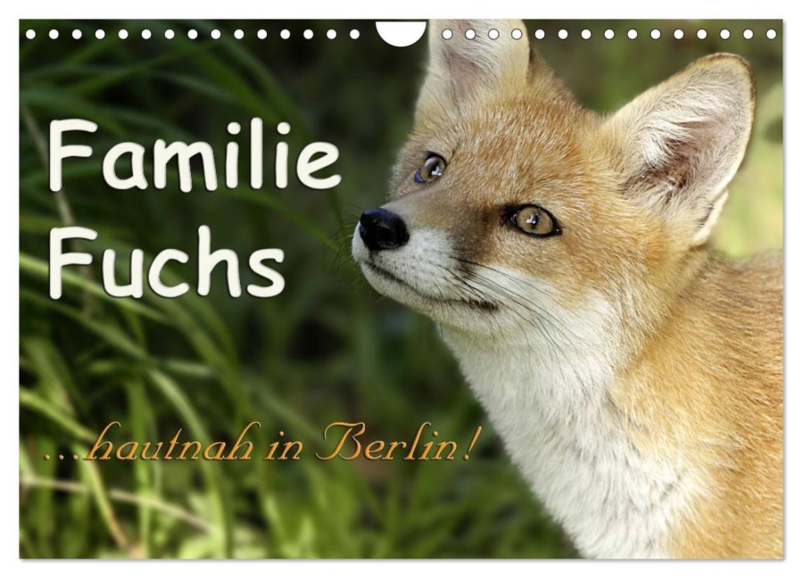 Familie Fuchs hautnah in Berlin (Wandkalender 2026 DIN A4 quer), CALVENDO Monatskalender - Sabine Brinker