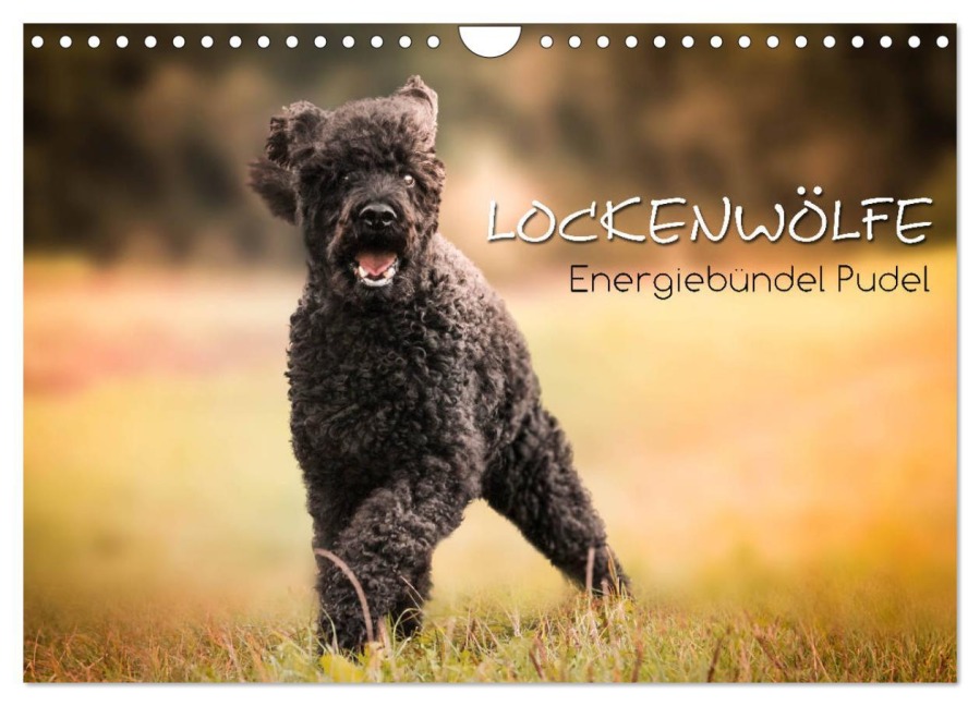Lockenwölfe - Energiebündel Pudel (Wandkalender 2026 DIN A4 quer), CALVENDO Monatskalender - Alexandra Hollstein