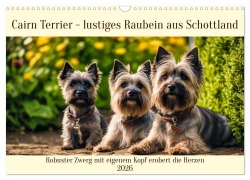 Cover-Bild zum Titel 'Cairn Terrier - lustiges Raubein aus Schottland (Wandkalender 2026 DIN A3 quer), CALVENDO Monatskalender' von 'Claudia Kleemann'