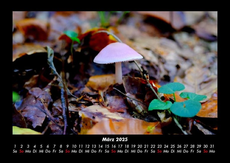 InsideView 7