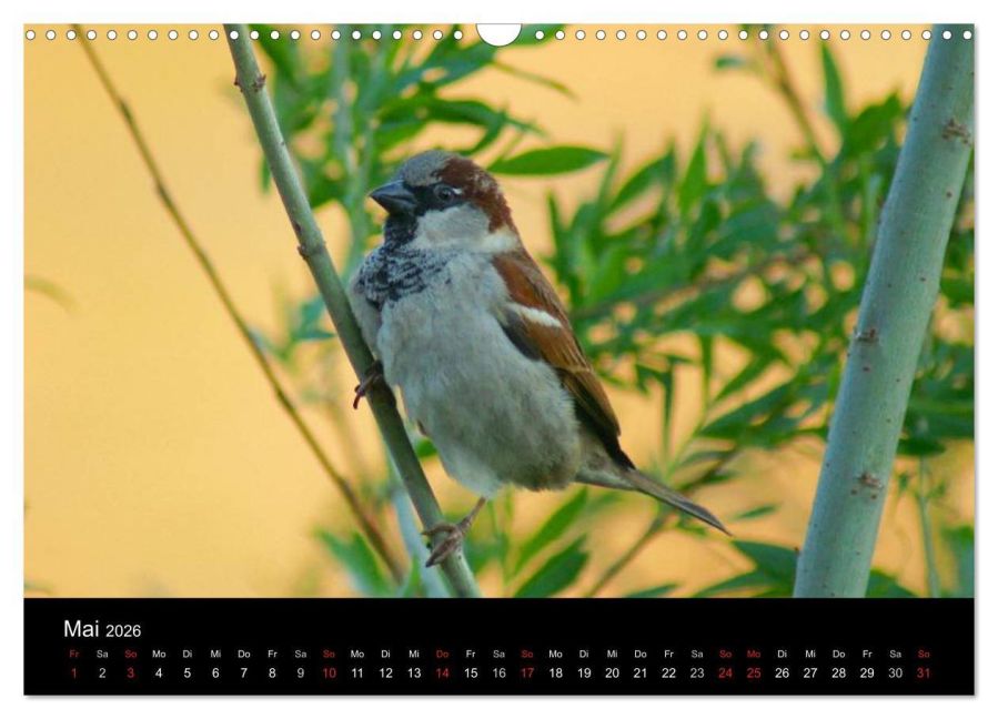 InsideView 10