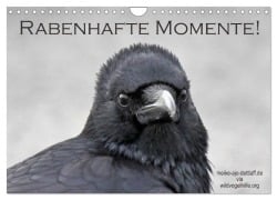 Rabenhafte Momente! (Wandkalender 2026 DIN A4 quer), CALVENDO Monatskalender - Meike Ajo. Dettlaff