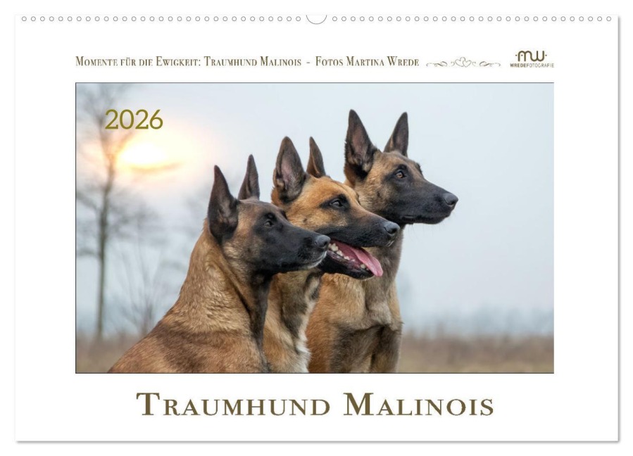 Traumhund Malinois (Wandkalender 2026 DIN A2 quer), CALVENDO Monatskalender - Martina Wrede - Wredefotografie