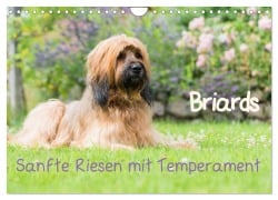 Briards - sanfte Riesen mit Temperament (Wandkalender 2026 DIN A4 quer), CALVENDO Monatskalender - Sonja Teßen